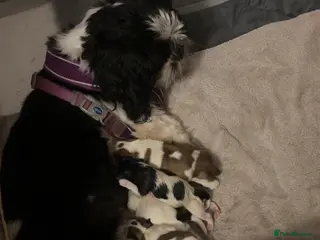 Malshi dogs Malshi puppies in Edinburgh - Advert 1