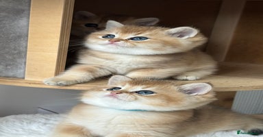 British Shorthair cats - Advert 3