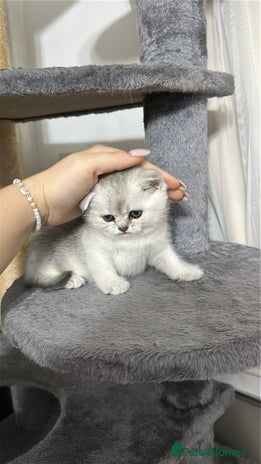 British Shorthair cats Adorable Kittens – Ready for Reservation - Advert 2