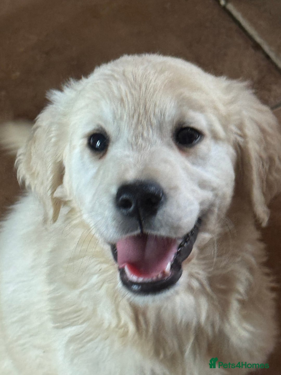 Golden Retriever dogs for sale: Healthy well socialised calm KC puppies - Image 5