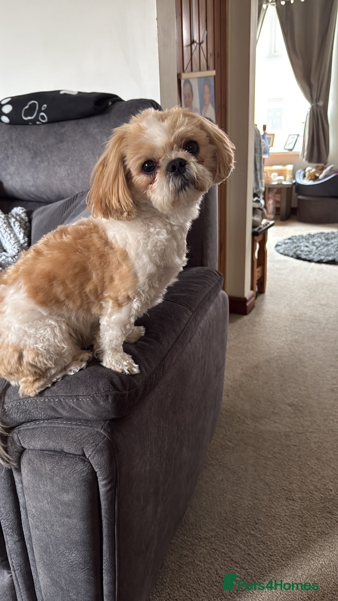 Shih Tzu dogs Imperial Shihtzu Boy available for Stud - Advert 1