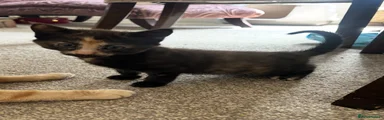 Domestic Shorthair 3
