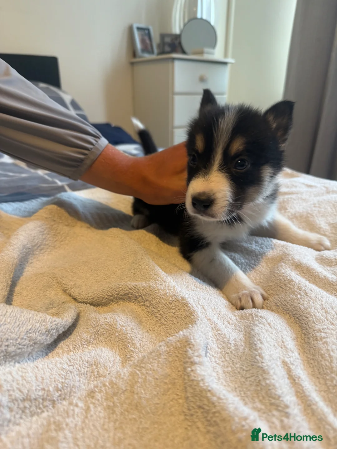 Mixed Breed dogs for sale: Blue Merle collie x husky  - Advert 18