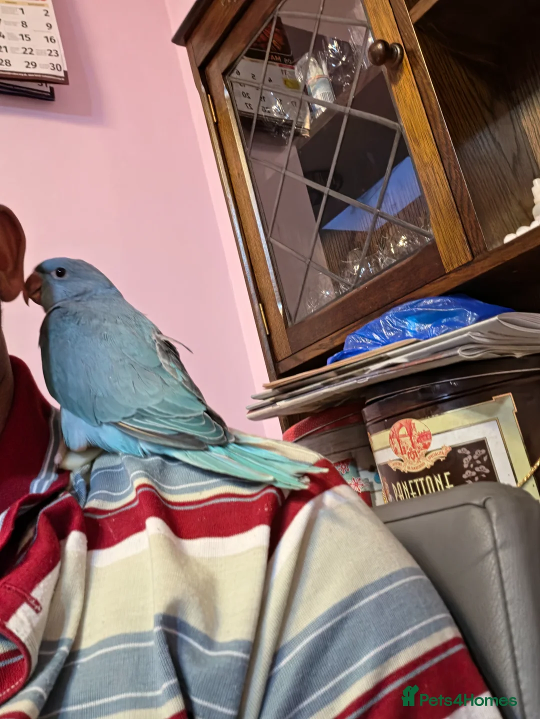 Ringnecks birds for sale: Hand-Reared Baby Indian Ringnecks for Sale - Advert 2