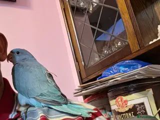 Ringnecks birds for sale: Hand-Reared Baby Indian Ringnecks for Sale - Advert 1