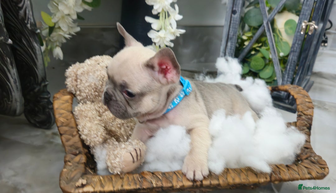 French Bulldog dogs for sale: French bulldog lilac/blue fawn  - Image 11
