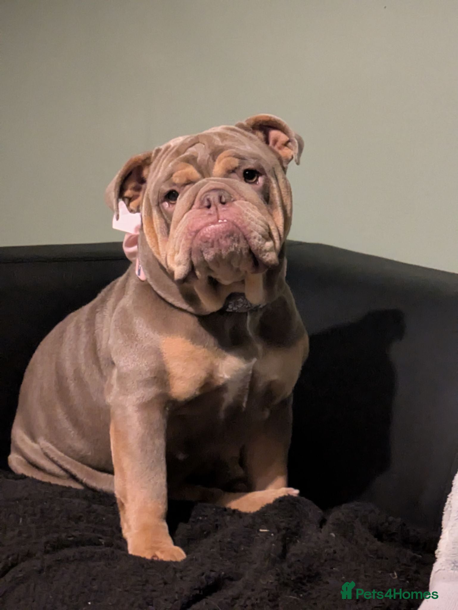 English Bulldog dogs Female neutered Pedigree English Bulldog   - Advert 1