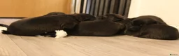Mixed Breed dogs for sale: Bull herders  - Advert 16