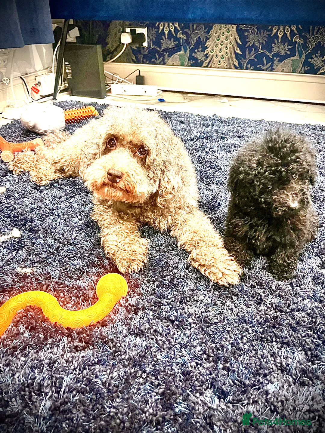 Miniature Poodle dogs for sale: Miniature Poodles!!! with 400 Health Tests!!! - Advert 5