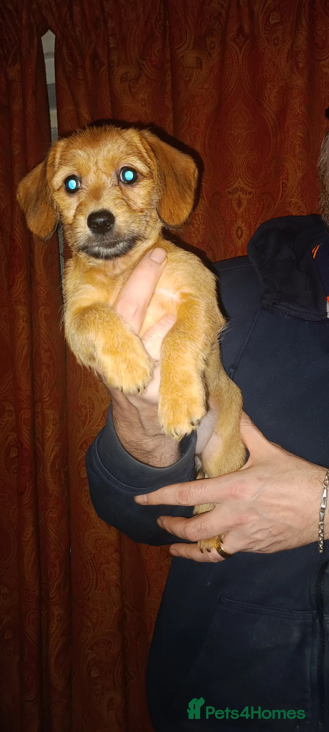 Mixed Breed dogs for sale: Puppies for sale in Worksop - Advert 3