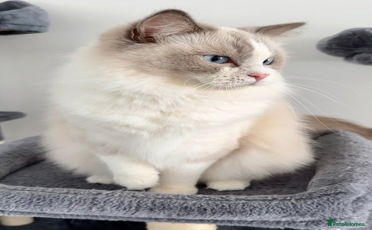 Ragdoll cats - Advert 12