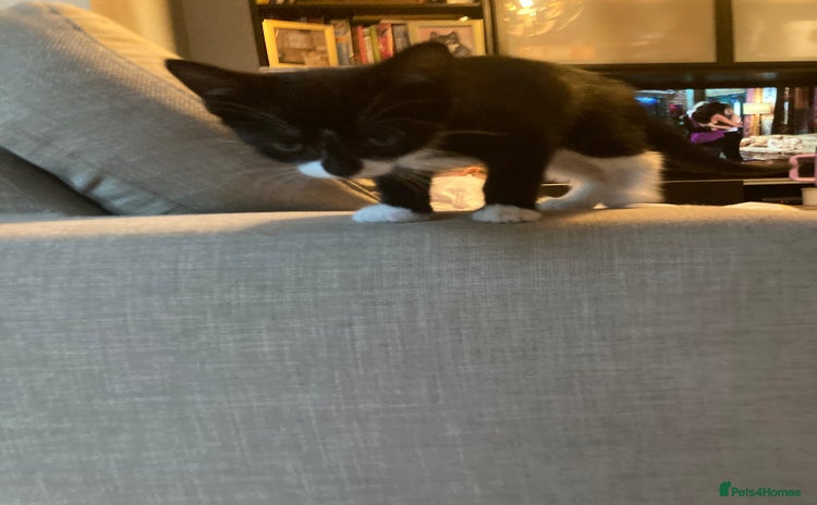 Mixed Breed cats - Advert 10