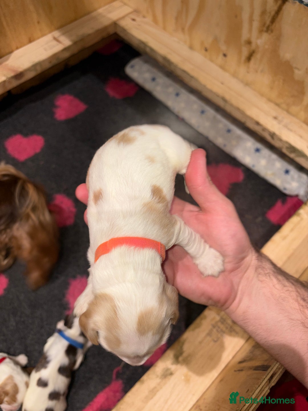 Cocker Spaniel dogs for sale: Cocker Spaniel Puppies - Advert 16