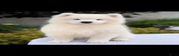 Samoyed dogs for sale: Beautiful Samoyed female puppy kc - Advert 2