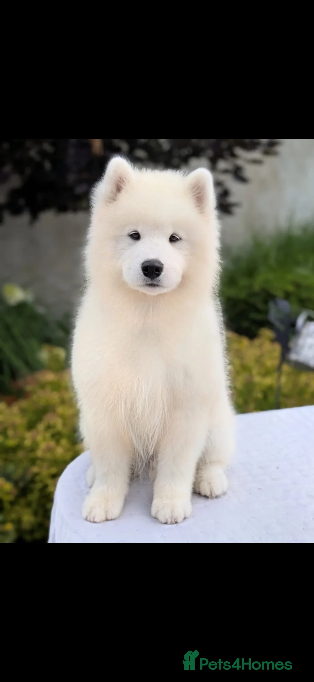 Samoyed dogs for sale: Beautiful Samoyed female puppy kc - Advert 2