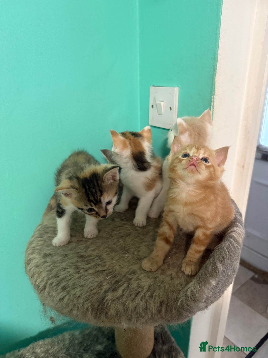 Maine Coon cats for sale: Adorable Half Maine Coon Kittens for Sale  - Image 9