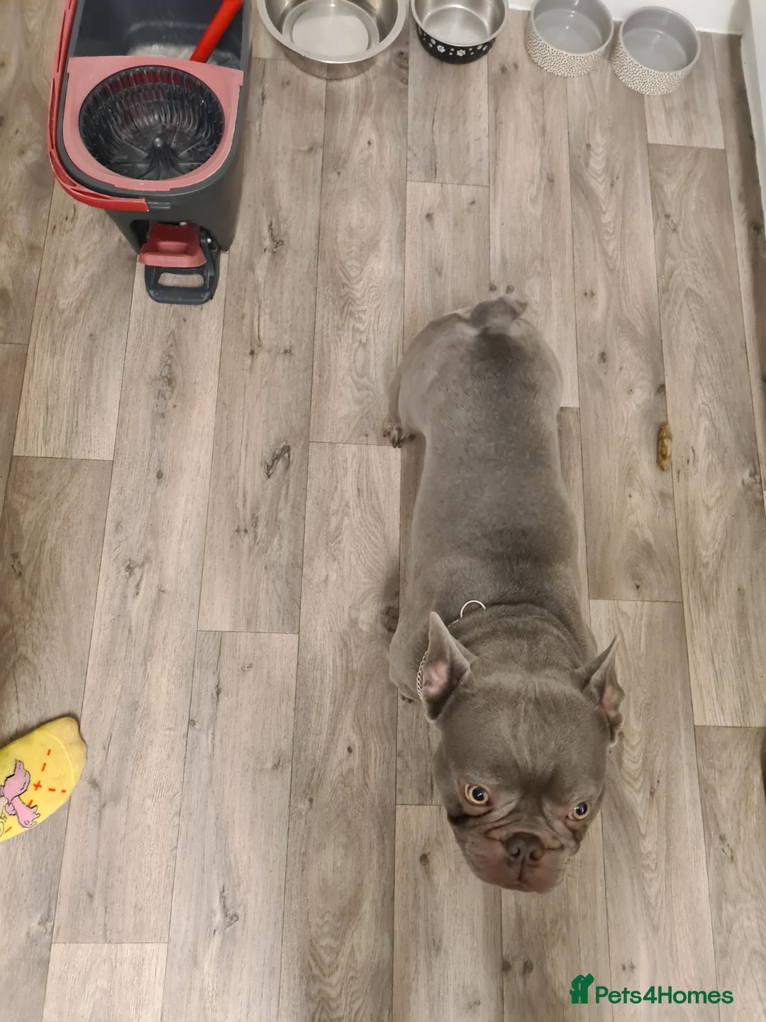 French Bulldog dogs for stud: Male lilac French bulldog for stud. Kc registered - Advert 3