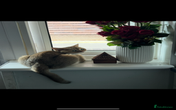 Scottish Fold cats for sale: Beautiful Golden female  - Image 4