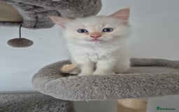 Ragdoll cats for sale: Urgent 2 boys left ready to leave now  - Advert 6