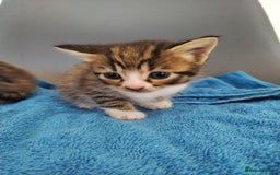 Mixed Breed cats for sale: 4 beautiful kittens ready for their forever home - Image 2