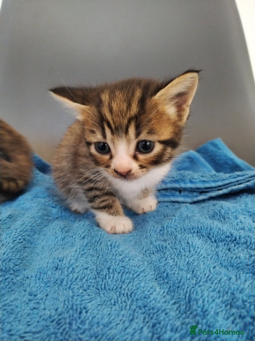 Mixed Breed cats for sale: 4 beautiful kittens ready for their forever home - Image 2