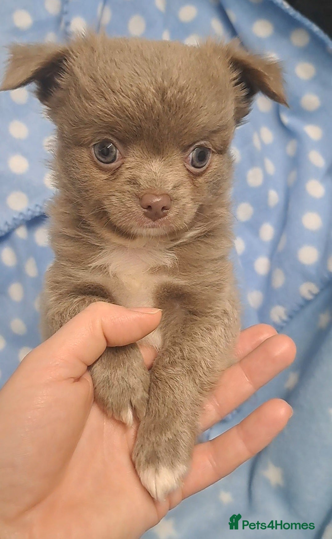 Chihuahua dogs One long coat chihuahua male now available - Advert 16