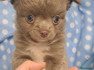 Chihuahua dogs One long coat chihuahua male now available - Advert 16