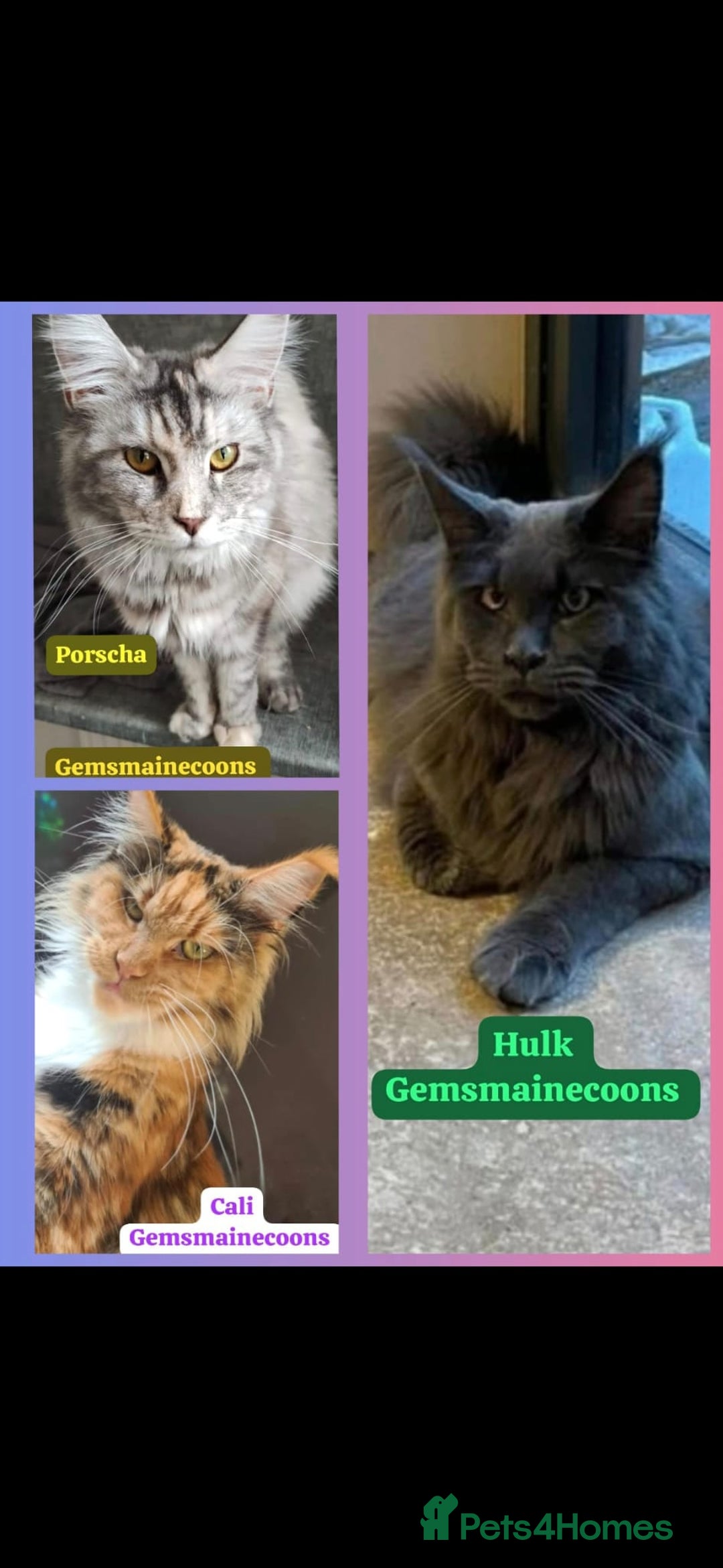 Maine Coon cats for sale: Take a look at these beautiful mainecoon kittens - Image 12