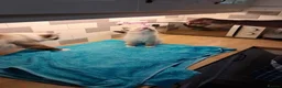 Ragdoll cats for sale: REDUCED 2 amazing little boys GCCF Ragdolls - Advert 23