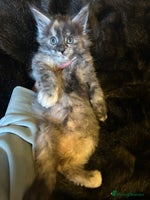 Maine Coon cats Stunning XL Purebred Main coons -last kitten! - Advert 11