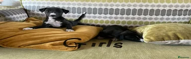 Whippet Puppy 5