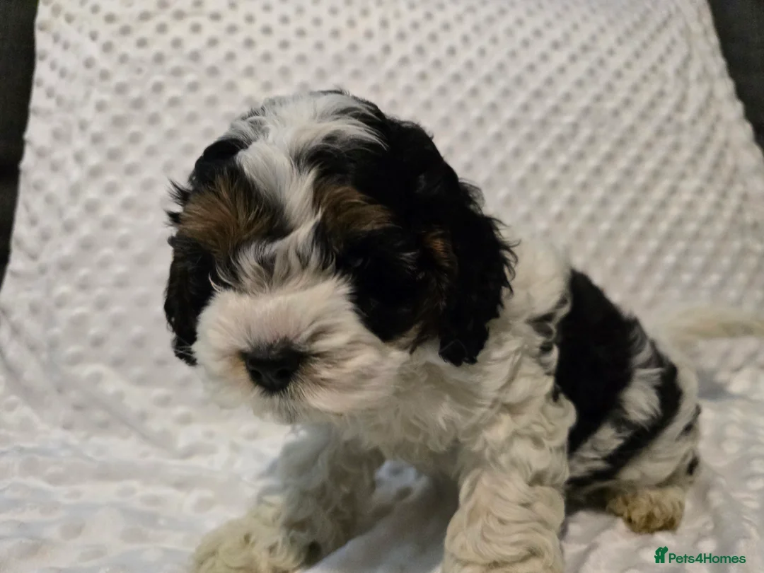 Cockapoo dogs for sale: Cockapoo puppies ready now - Advert 7