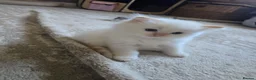 Ragdoll cats for sale: Flame point ragdoll - Advert 9