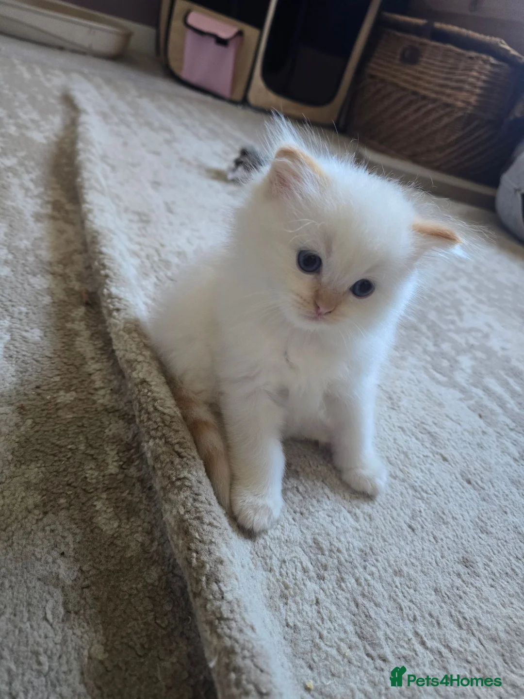 Ragdoll cats for sale: Flame point ragdoll - Advert 9