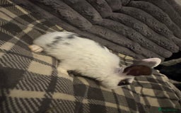 Mixed Breed rabbits for sale: Rabbits for sell. - Image 7
