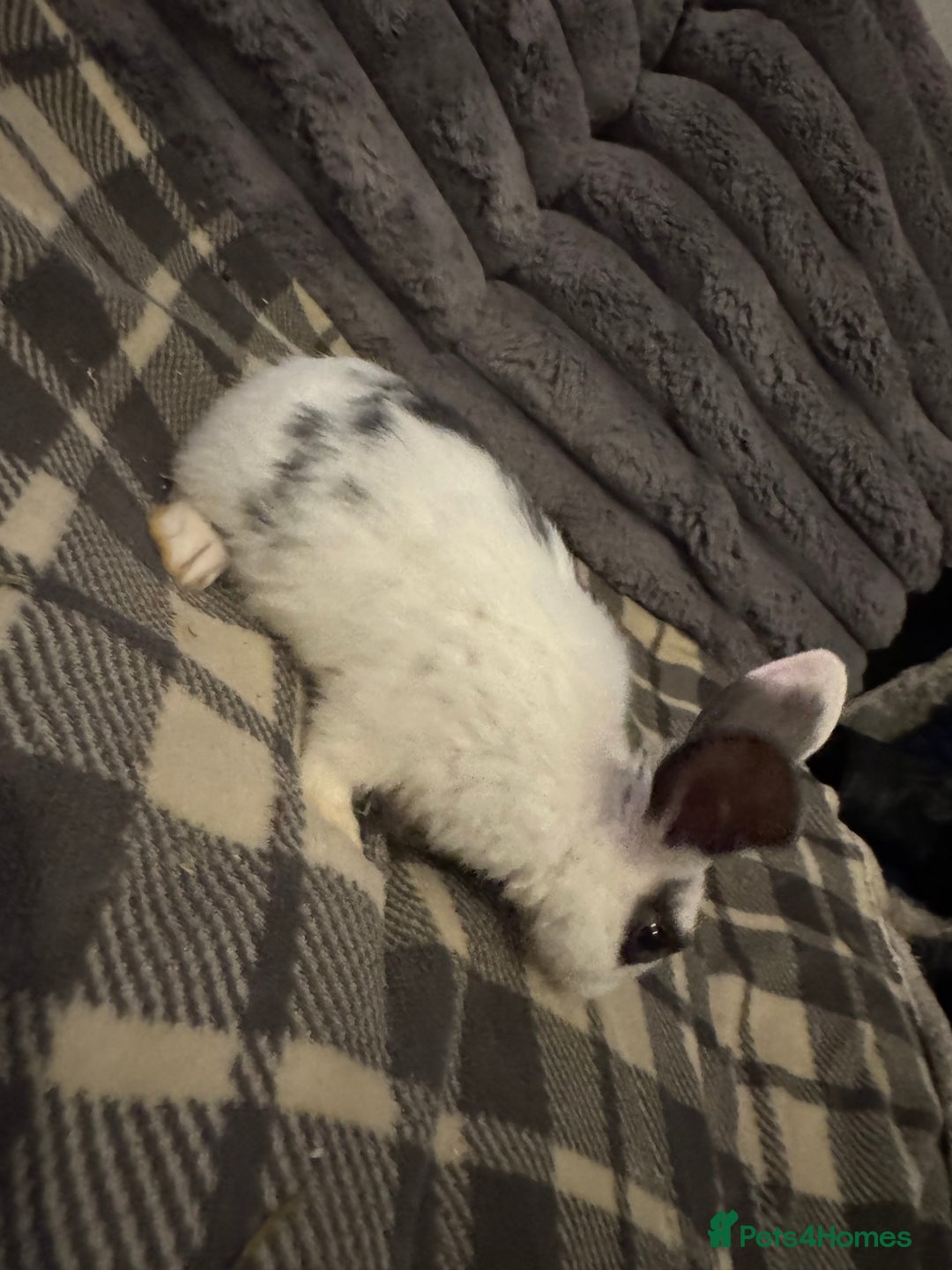 Mixed Breed rabbits for sale: Rabbits for sell. - Image 7