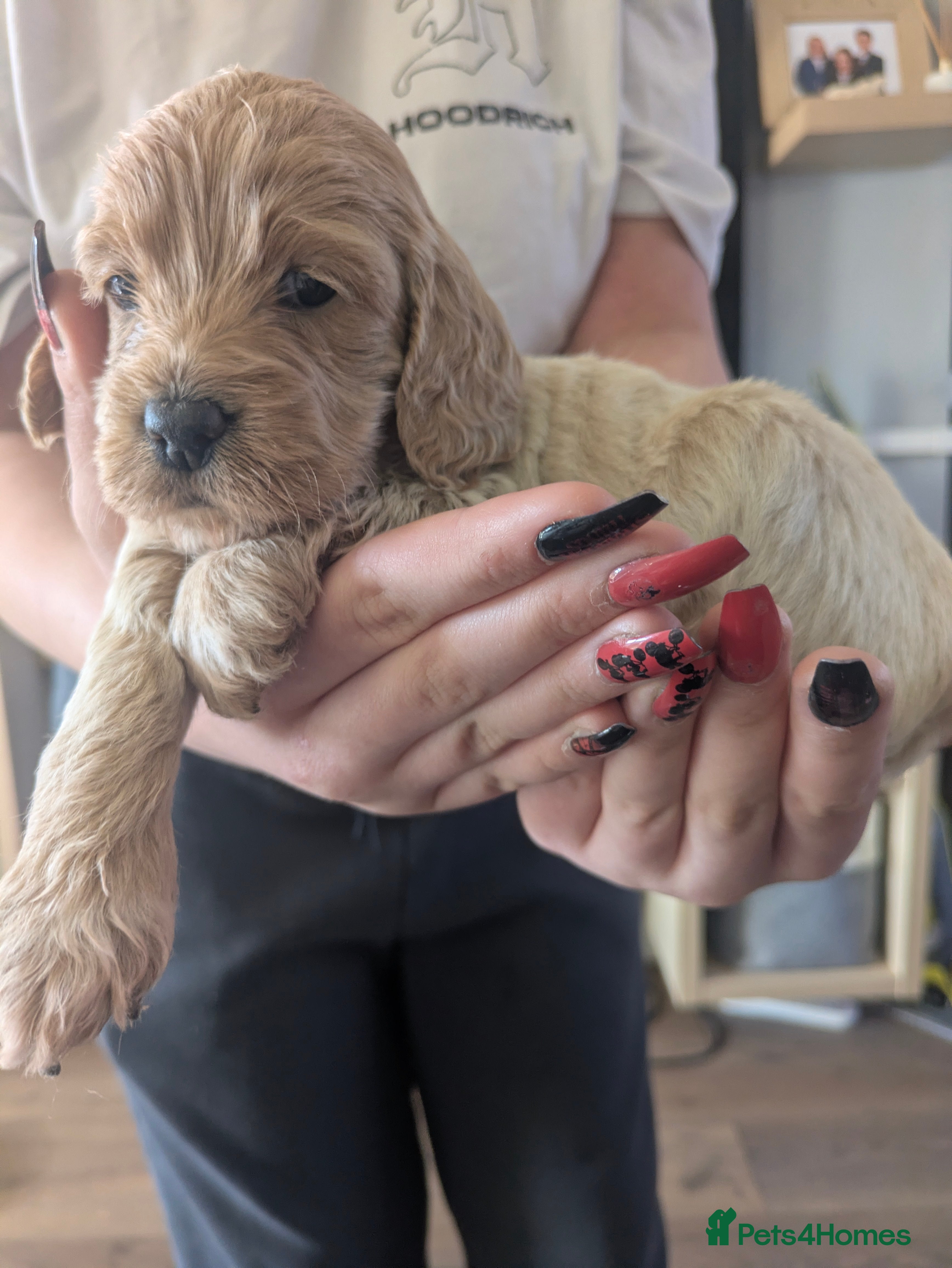 Cockapoo dogs F2 cockapoo puppies for sale . - Advert 1