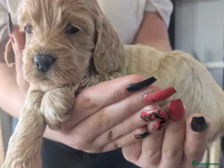 Cockapoo dogs F2 cockapoo puppies for sale . - Advert 1