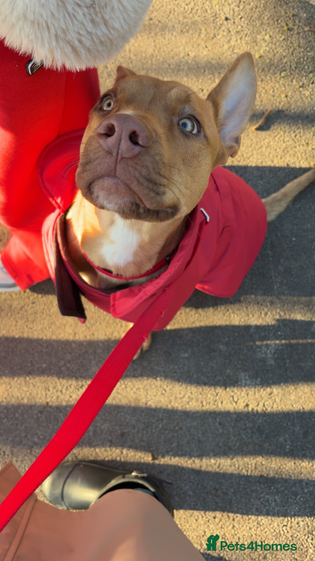 Mixed Breed dogs for sale: Skyla - Advert 2