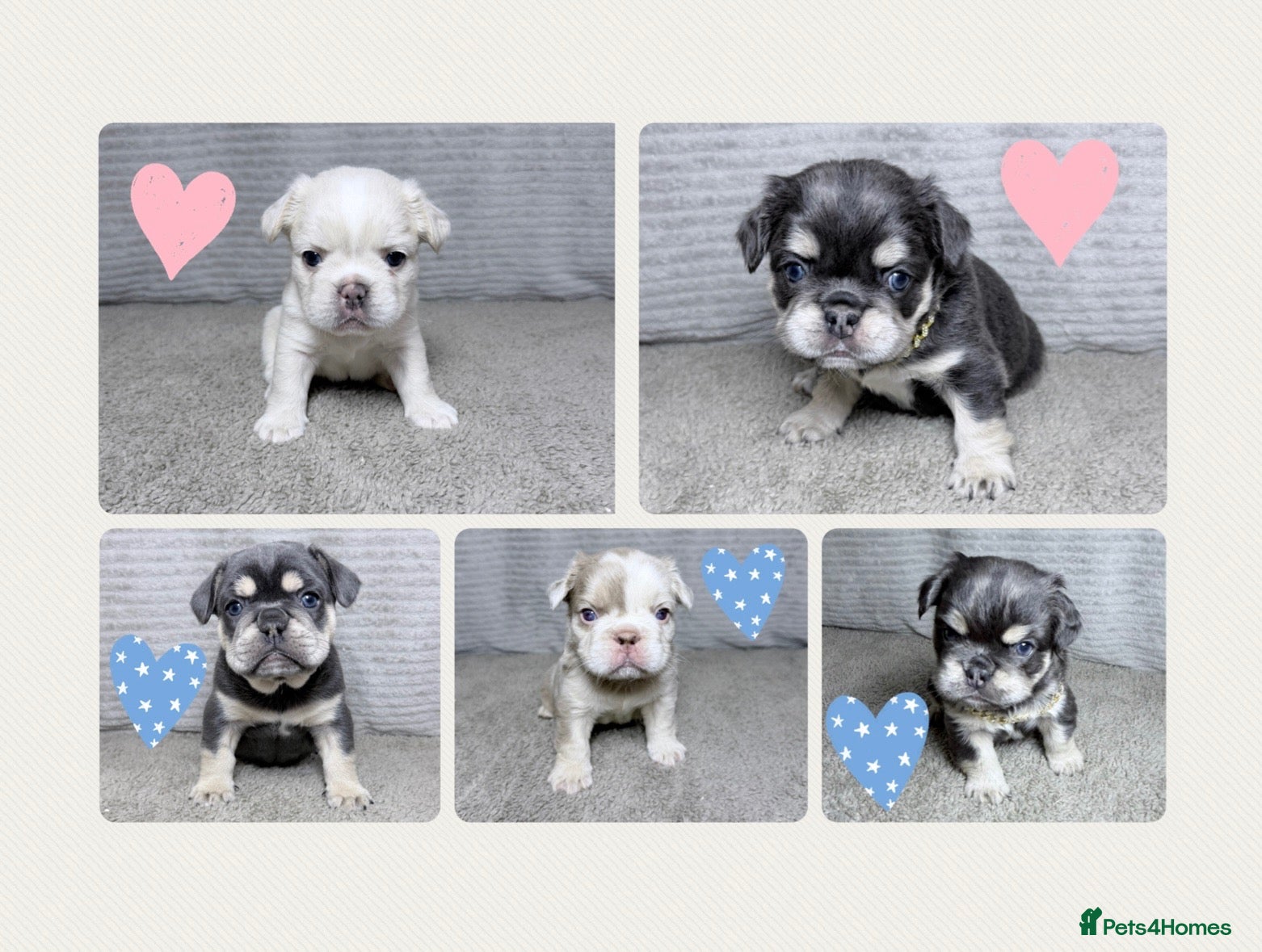 French Bulldog dogs for sale: Amazing quality French bulldog puppies  - Advert 1