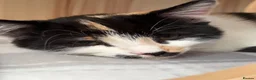 Mixed Breed cats for sale: Patsy & Pearl  - Advert 8