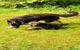German Shepherd dogs for sale: German shepherd puppies  - Image 9