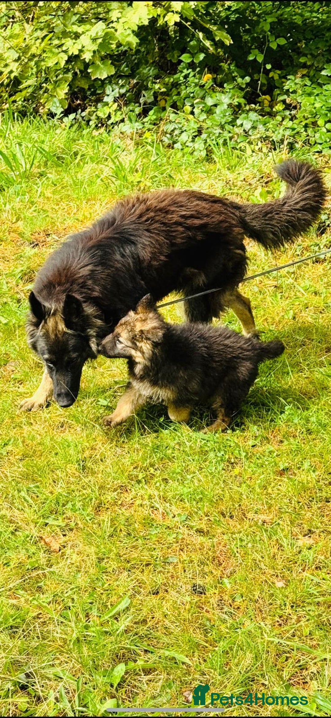 German Shepherd dogs for sale: German shepherd puppies  - Image 9