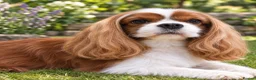 Cavalier King Charles Spaniel dogs for stud: Stunning Imported Cavalier Stud, Health Tested.  - Advert 1