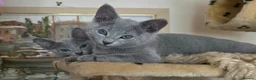 Russian Blue cats for sale: Russian Blue Brothers Preferably Together N.London - Advert 10
