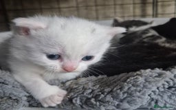 British Shorthair cats for sale: Beautiful BSH Kitten  - Image 2