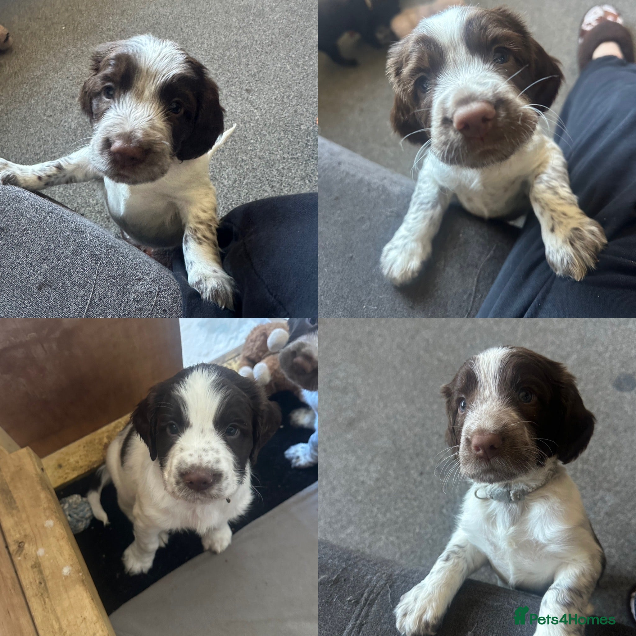 Sprocker dogs 4 Stunning, Liver & White Sprocker pups - Advert 8
