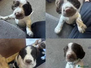 Sprocker dogs 4 Stunning, Liver & White Sprocker pups - Advert 8