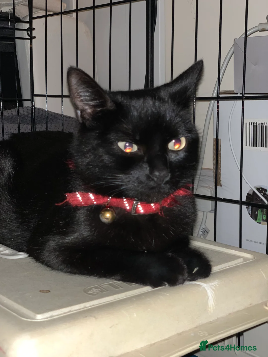 Bombay cats for sale: 🐾 Loving Homes Wanted for 4 Roxy’s Kittens 🐾 - Advert 21