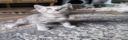 Bengal cats for sale: Silver tica registered bengals - Advert 3
